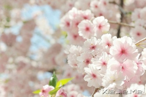 ѡ��������£�ڹ�Ϳ��������� (5)