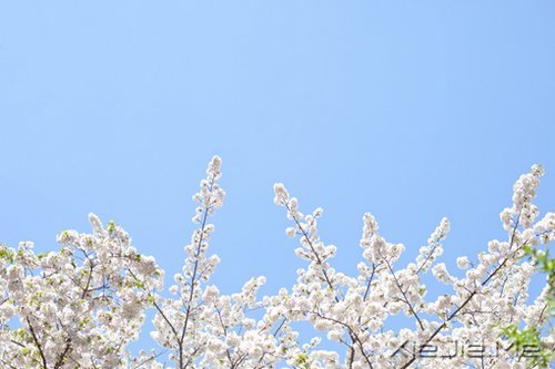 心似莲开,清风自来 (8)