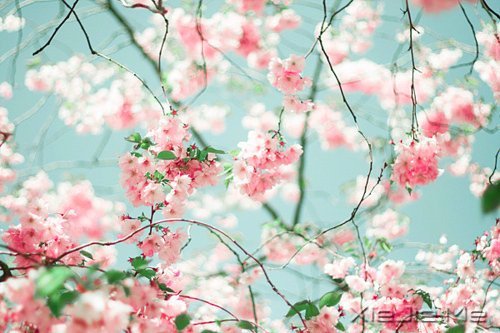 生命,只需要一个甜美的微笑 (8)