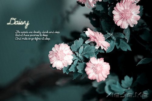 你若盛开,清风自来 (8)