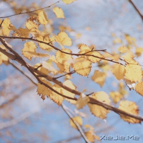 ���Լ����ˣ��Ż����˰� (5)