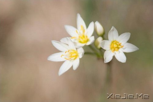 生活中没有理所当然,只有心甘情愿 (8)