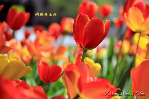 ����Ϊ˭л����лΪ˭�� (9)