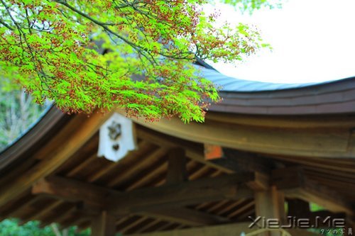 �������Զ�����Ƿ羰�������Ĳ������� (9)