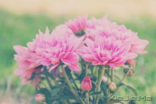 早安心语:做自己生命的主角,而不是别人生命中的看客 (3)