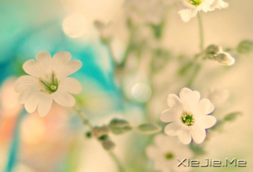 晚安心语:人生最美还是淡然 (6)