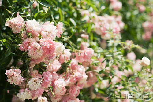 ��δ���������������ǰ�һ���׸����� (8)