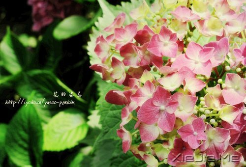 早安心语:对未来的真正慷慨,是把一切献给现在 (5)