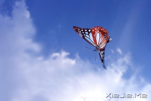 晚安心语:我想要用我的方式飞翔一次 (10)