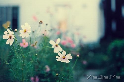 晚安心语:别让别人左右了你的青春 (8)