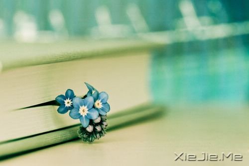 早安心语:像淑女一样处事,像爷们儿一样思考 (8)