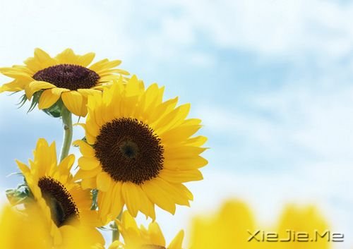 经典语录:不必去改变他人,只需做好自己